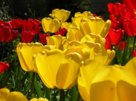 moje tulipány