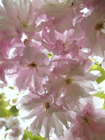 sakura v květu